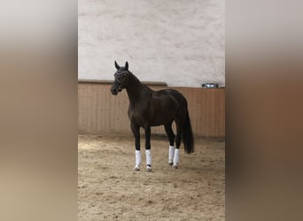 Bavarian Warmblood, Mare, 17 years, 16 hh, Smoky-Black