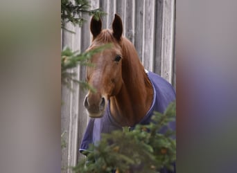 Bavarian Warmblood, Mare, 17 years, 16,1 hh, Chestnut-Red