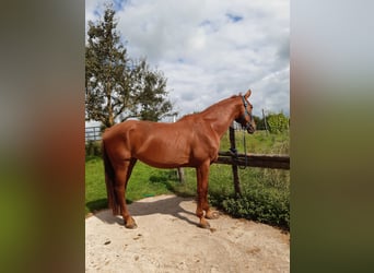Bavarian Warmblood, Mare, 17 years, 16,1 hh, Chestnut-Red