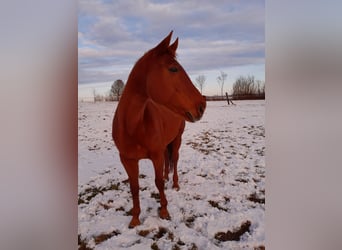 Bavarian Warmblood, Mare, 17 years, 16,1 hh, Chestnut-Red