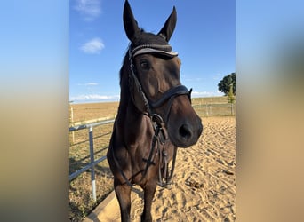 Bavarian Warmblood, Mare, 17 years, 16,1 hh, Smoky-Black