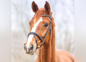 Bavarian Warmblood, Mare, 17 years, 17,1 hh, Chestnut-Red