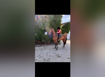 Bavarian Warmblood, Mare, 18 years, 16,2 hh, Bay-Dark