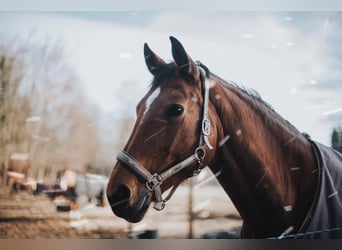 Bavarian Warmblood, Mare, 18 years, 17 hh, Brown