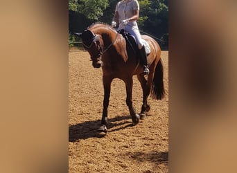 Bavarian Warmblood, Mare, 18 years, 17 hh, Brown