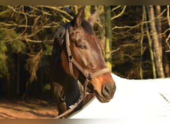 Bavarian Warmblood, Mare, 18 years, 17,1 hh, Bay-Dark