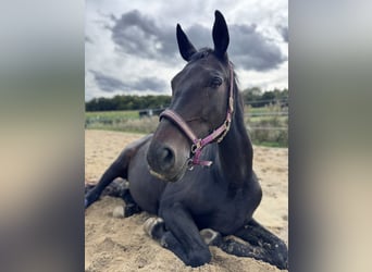 Bavarian Warmblood, Mare, 19 years, 17,2 hh, Black