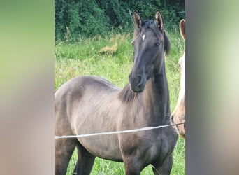 Bavarian Warmblood, Mare, 1 year, 16 hh, Grullo
