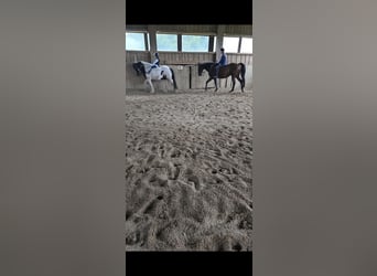 Bavarian Warmblood, Mare, 20 years, 16.1 hh, Brown