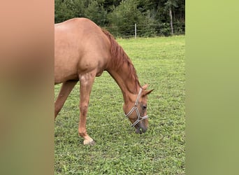 Bavarian Warmblood, Mare, 20 years, 16,1 hh, Chestnut-Red