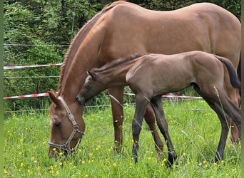 Bavarian Warmblood, Mare, 20 years, 16,1 hh, Chestnut-Red