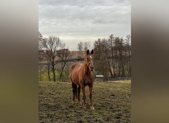 Bavarian Warmblood, Mare, 20 years, 16,1 hh, Chestnut-Red