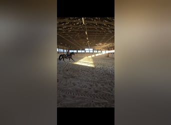 Bavarian Warmblood, Mare, 20 years, 16,1 hh, Brown