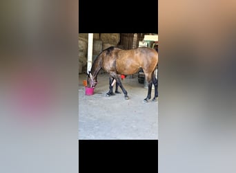 Bavarian Warmblood, Mare, 20 years, 16,1 hh, Brown