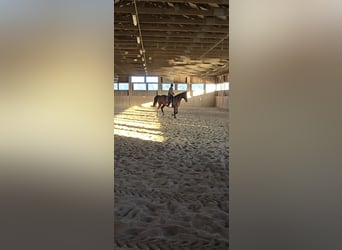 Bavarian Warmblood, Mare, 20 years, 16,1 hh, Brown