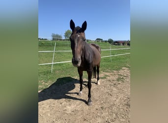 Bavarian Warmblood, Mare, 20 years, 17 hh, Brown