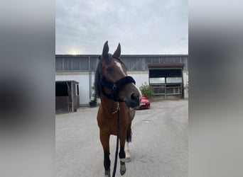 Bavarian Warmblood, Mare, 20 years, 17 hh, Brown