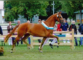 Bavarian Warmblood, Mare, 21 years, 16.1 hh, Chestnut-Red