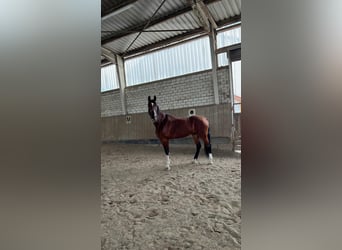 Bavarian Warmblood, Mare, 21 years, 17 hh, Brown