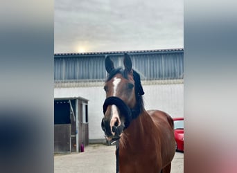 Bavarian Warmblood, Mare, 21 years, 17 hh, Brown