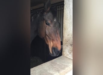 Bavarian Warmblood, Mare, 21 years, 17 hh, Brown
