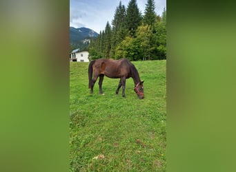 Bavarian Warmblood, Mare, 22 years, 15.2 hh, Bay-Dark