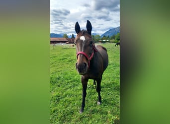 Bavarian Warmblood, Mare, 22 years, 15.2 hh, Bay-Dark