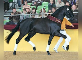 Bavarian Warmblood, Mare, 22 years, 16,1 hh, Brown