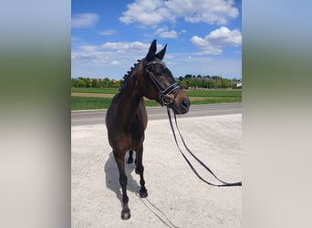 Bavarian Warmblood, Mare, 23 years, 16,1 hh, Brown
