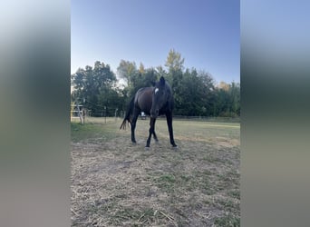 Bavarian Warmblood, Mare, 25 years, 16 hh, Bay-Dark