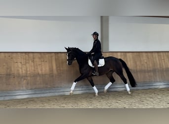 Bavarian Warmblood, Mare, 3 years, 16.1 hh, Brown