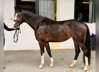 Bavarian Warmblood, Mare, 3 years, 16.1 hh, Brown