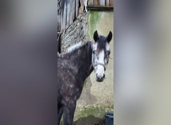 Bavarian Warmblood, Mare, 3 years, 17 hh, Gray