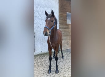 Bavarian Warmblood, Mare, 4 years, 15.3 hh, Brown