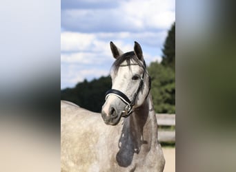 Bavarian Warmblood, Mare, 4 years, 15,3 hh, Gray