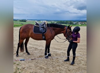 Bavarian Warmblood, Mare, 4 years, 16,1 hh, Brown