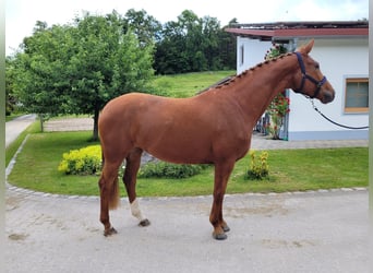 Bavarian Warmblood, Mare, 4 years, 16,1 hh, Chestnut