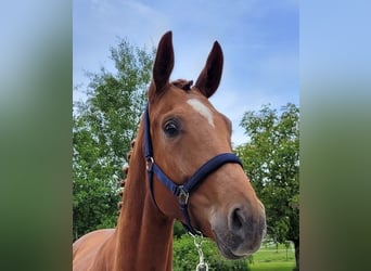 Bavarian Warmblood, Mare, 4 years, 16.1 hh, Chestnut