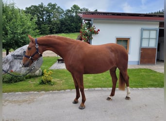 Bayerisches Warmblut, Stute, 4 Jahre, 16,1 hh, Dunkelfuchs