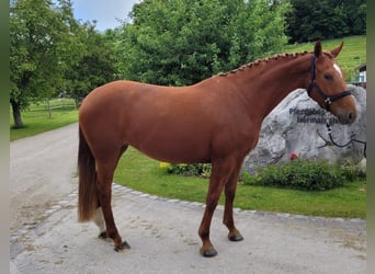 Bavarian Warmblood, Mare, 4 years, 16.1 hh, Chestnut