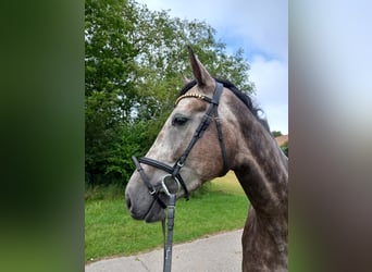 Bavarian Warmblood, Mare, 4 years, 16,2 hh, Gray-Red-Tan