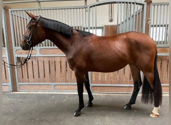 Bavarian Warmblood, Mare, 4 years, 16 hh, Brown