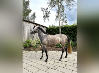 Bavarian Warmblood, Mare, 4 years, 16 hh, Gray-Dapple