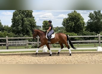 Bavarian Warmblood, Mare, 4 years, 17 hh, Brown