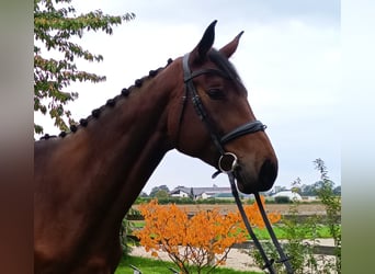 Bavarian Warmblood, Mare, 4 years, 17,2 hh, Brown