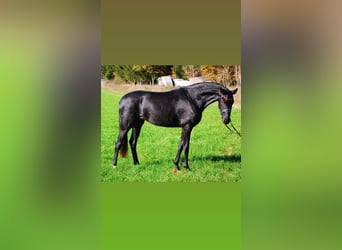 Bavarian Warmblood, Mare, 5 years, 16.1 hh, Black
