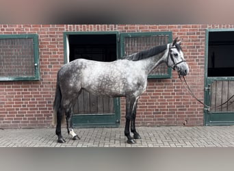 Bavarian Warmblood, Mare, 5 years, 16.1 hh, Gray