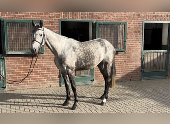 Bavarian Warmblood, Mare, 5 years, 16.1 hh, Gray