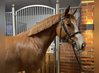 Bavarian Warmblood, Mare, 5 years, 16,1 hh