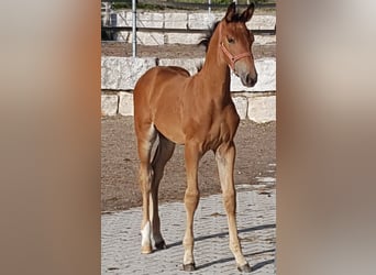 Bavarian Warmblood, Mare, 5 years, 16,2 hh, Brown